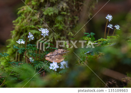 Ogokayouen (Coptera japonica) 特有種 屋久島白谷雲水峽(冬季) Ogokayouen (Coptera japonica) 特有種 屋久島白谷雲水峽(冬季) 135109983