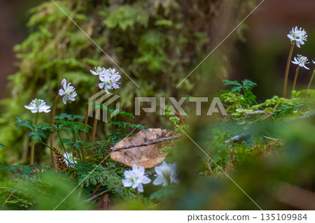 Ogokayouen (Coptera japonica) Endemic species Yakushima Shiratani Unsuikyo (Winter) 135109984