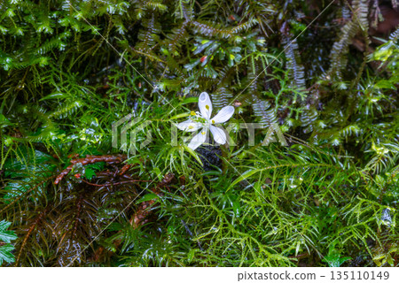 Ogokayouen (Coptera japonica) Endemic species Yakushima Shiratani Unsuikyo (Winter) 135110149