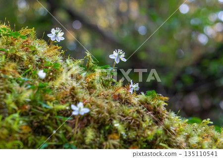 Ogokayouen (Coptera japonica) 特有種 屋久島白谷雲水峽（冬季） 135110541