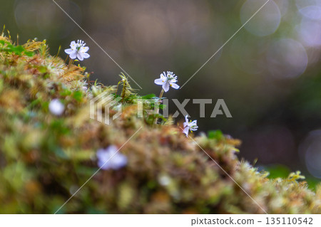 Ogokayouen (Coptera japonica) 特有種 屋久島白谷雲水峽（冬季） 135110542
