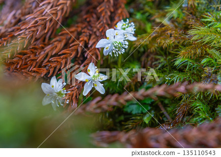 Ogokayouen (Coptera japonica) 特有種 屋久島白谷雲水峽（冬季） 135110543
