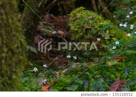 Ogokayouen (Coptera japonica) 特有種 屋久島白谷雲水峽(冬季) Ogokayouen (Coptera japonica) 特有種 屋久島白谷雲水峽(冬季) 135110552