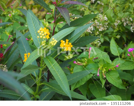 Yellow milkweed Yellow milkweed 135111206