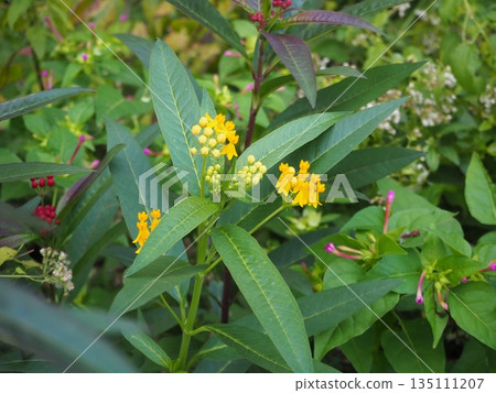 Yellow milkweed Yellow milkweed 135111207