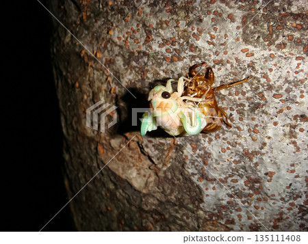 Brown cicada emerges from its chrysalis and tries hard to get up. Asuka Park, Kasuya, Setagaya Ward, Tokyo 135111408