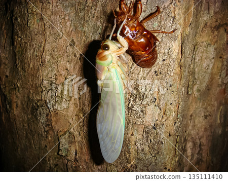 Brown cicada emergence, wings long and neat, Asuka Park, Kasuya, Setagaya Ward, Tokyo 135111410