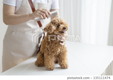 A toy poodle being combed by a groomer A toy poodle being combed by a groomer 135111474