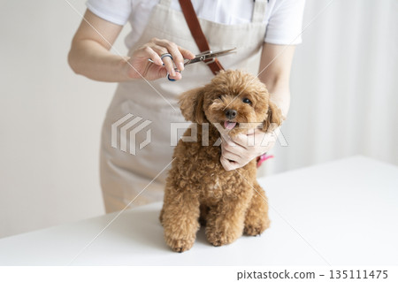 Toy poodle being groomed at a dog salon Toy poodle being groomed at a dog salon 135111475