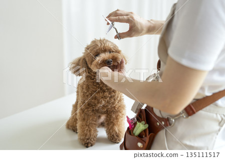 Toy poodle being trimmed at a salon Toy poodle being trimmed at a salon 135111517