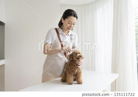 一張寵物美容店的照片，一位美容師正在梳理一隻玩具貴賓犬的毛髮。 135111722
