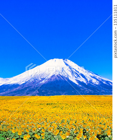 Beautiful sunflower fields in Andalusia, Spain 135111811