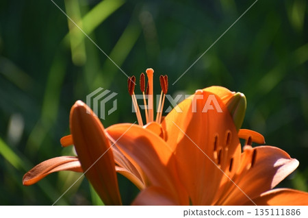 百合花 百合花 135111886