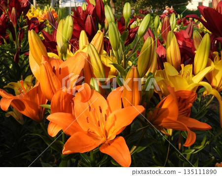 百合花 百合花 135111890