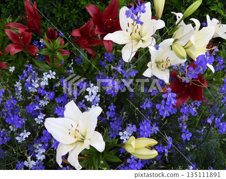 百合花 百合花 135111891