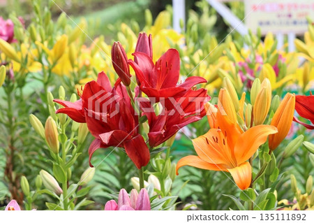 百合花 百合花 135111892