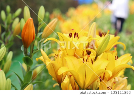 百合花 百合花 135111893