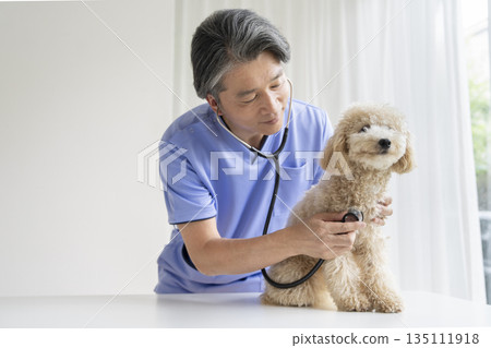 A veteran veterinarian examining a Bichon Poo puppy (10 months old, female) 135111918