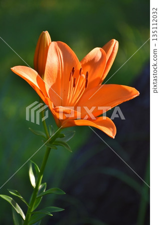 百合花 135112032