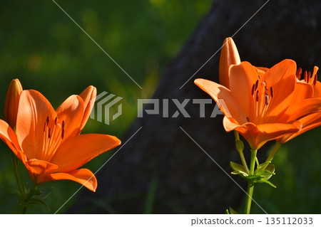 百合花 135112033