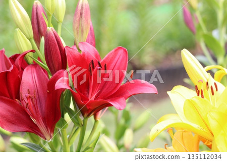 百合花 135112034