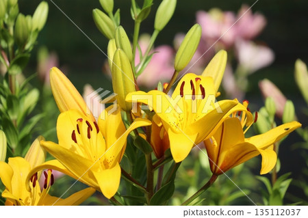 百合花 百合花 135112037