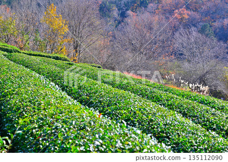 秋末時分,所澤市平良丘陵的茶園 秋末時分,所澤市平良丘陵的茶園 135112090