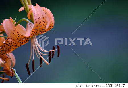 Lily of flowers 135112147