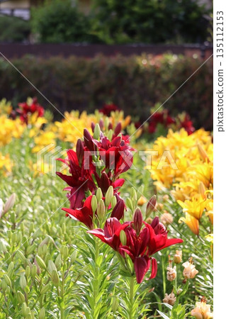 百合花 百合花 135112153