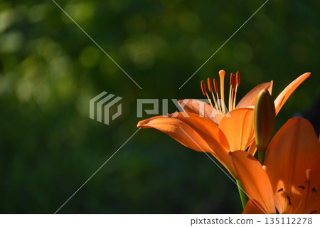橙色百合花 橙色百合花 135112278