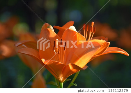 橙色百合花 橙色百合花 135112279