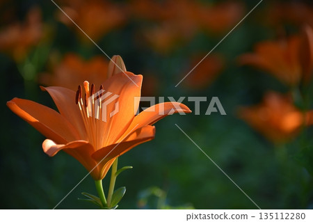 Orange lily flower Orange lily flower 135112280