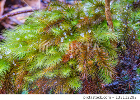 Cypress moss family Yakushima Shiratani Unsuikyo (winter) Cypress moss family Yakushima Shiratani Unsuikyo (winter) 135112292
