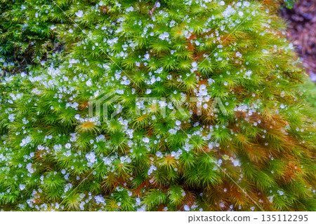 柏苔、鼬尾、屋久島白谷雲水峽（冬季） 135112295