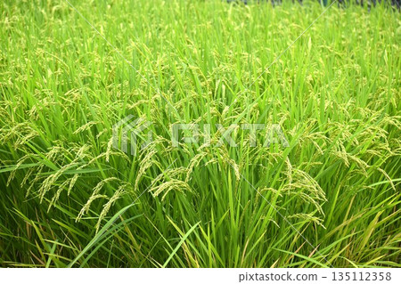 The more ripe the rice, the more its head bows 135112358
