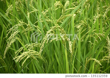 The more ripe the rice, the more its head bows 135112359