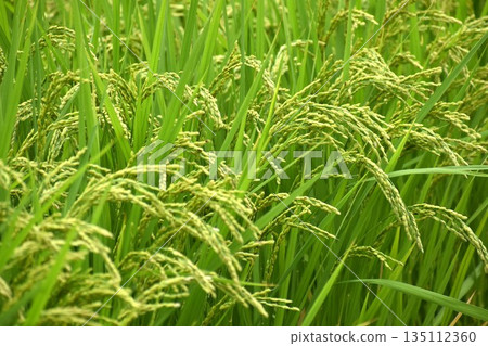 The more ripe the rice, the more its head bows 135112360