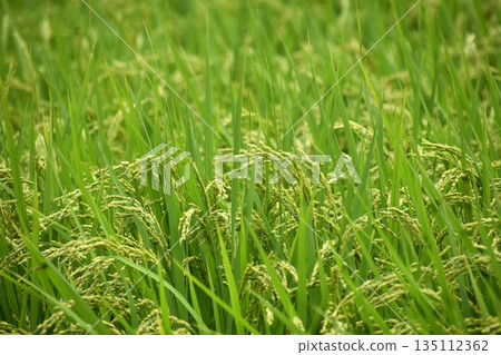 The more ripe the rice, the more its head bows 135112362