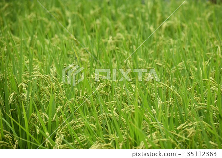 The more ripe the rice, the more its head bows 135112363