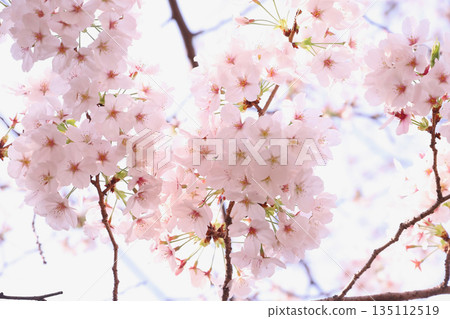 櫻花 櫻花 135112519