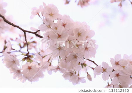 櫻花 櫻花 135112520