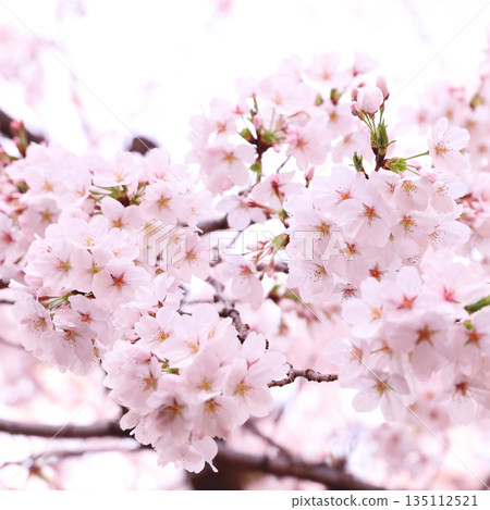 Cherry blossom Cherry blossom 135112521