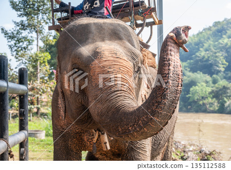 Asian elephant (Elephas maximus) living in wildlife conservation area in Chiang Rai province of Thailand. 135112588