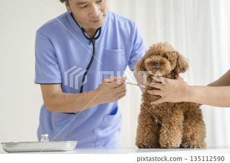 一隻玩具貴賓犬正在獸醫診所接受疫苗接種。 135112590