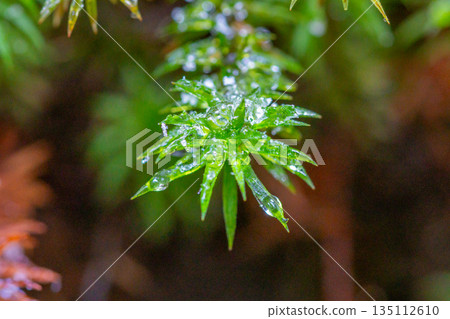 Polytrichum japonicum、屋久島白谷雲水峽（冬季） 135112610