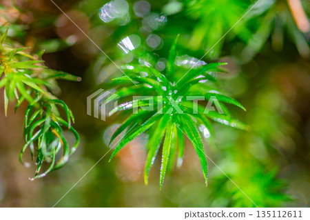 Polytrichum japonicum、屋久島白谷雲水峽（冬季） 135112611