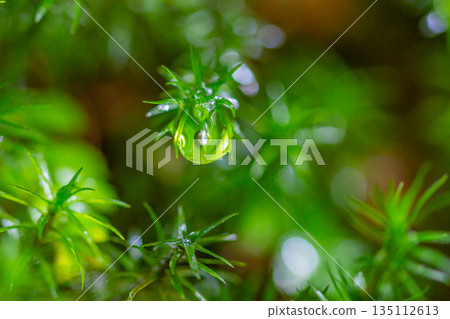 Polytrichum japonicum、屋久島白谷雲水峽（冬季） 135112613