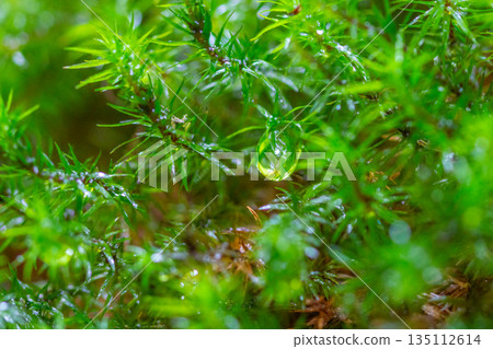 Polytrichum japonicum、屋久島白谷雲水峽（冬季） 135112614