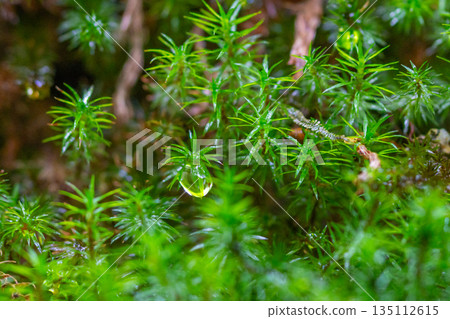 Polytrichum japonicum、屋久島白谷雲水峽（冬季） 135112615