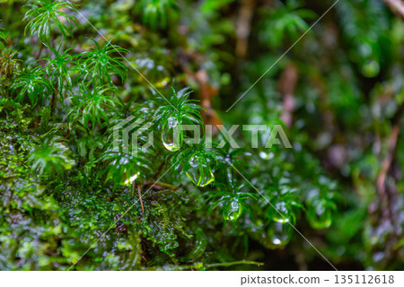Polytrichum japonicum、屋久島白谷雲水峽（冬季） 135112618